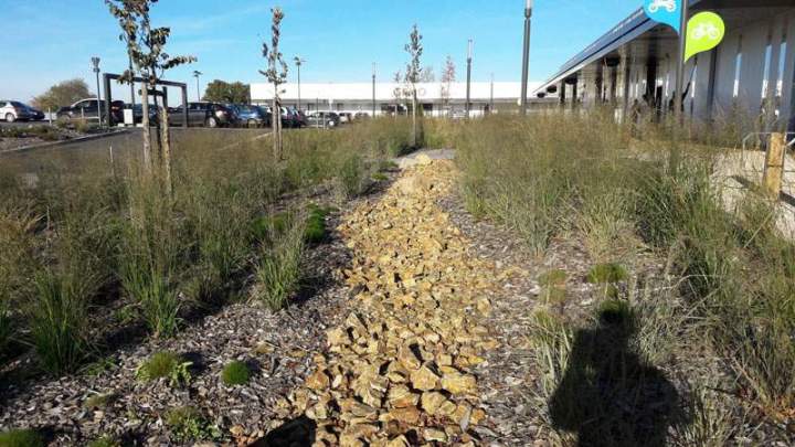 Graminées et arbustes Bressuire